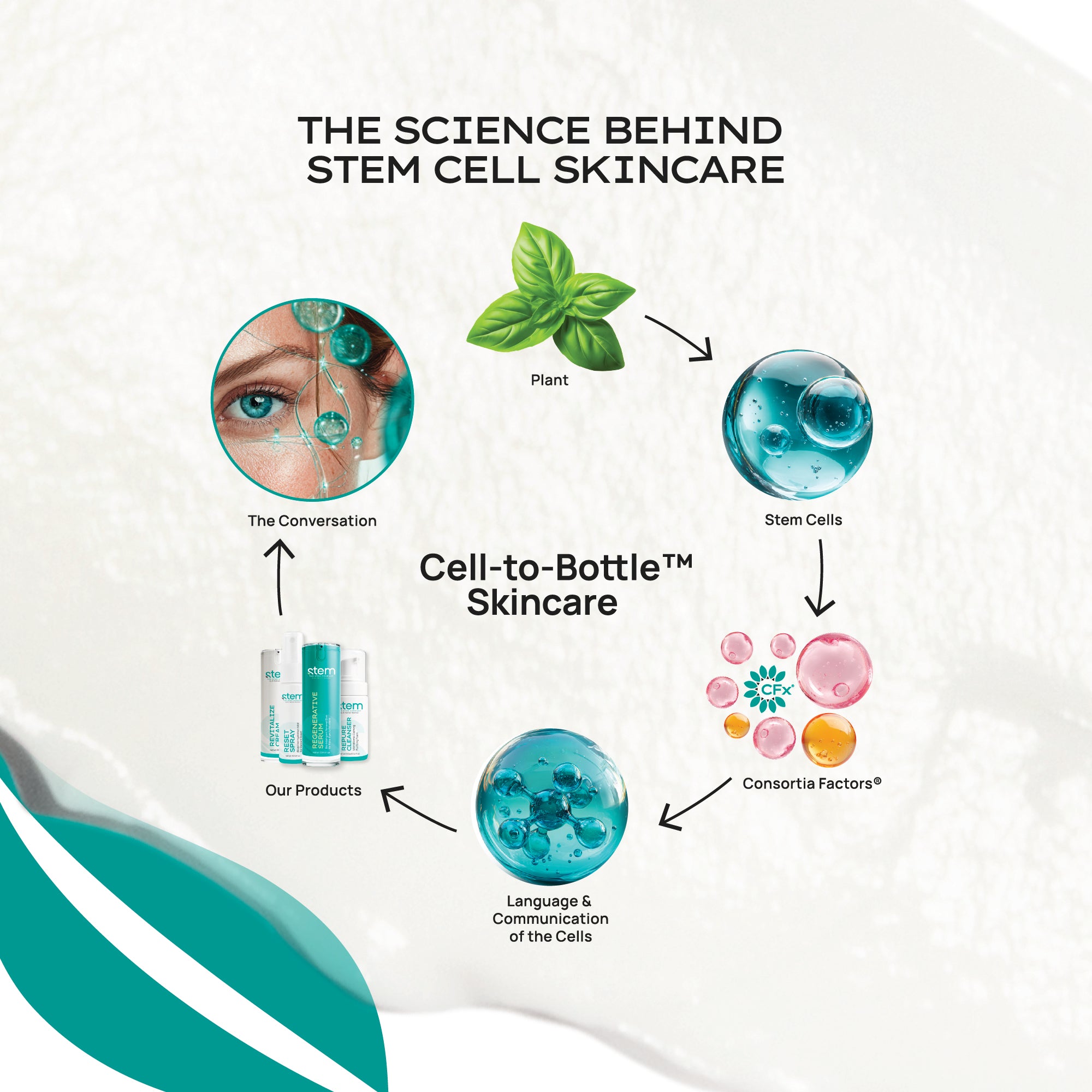 ReGenerative Serum Trio – The Stem Company