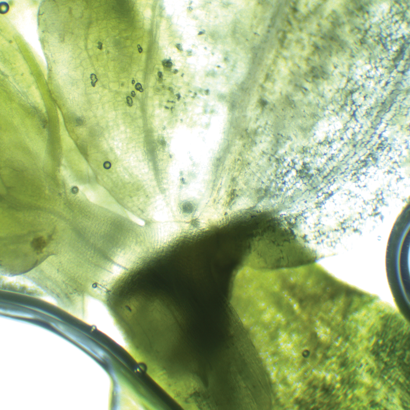 closeup image of stem cells