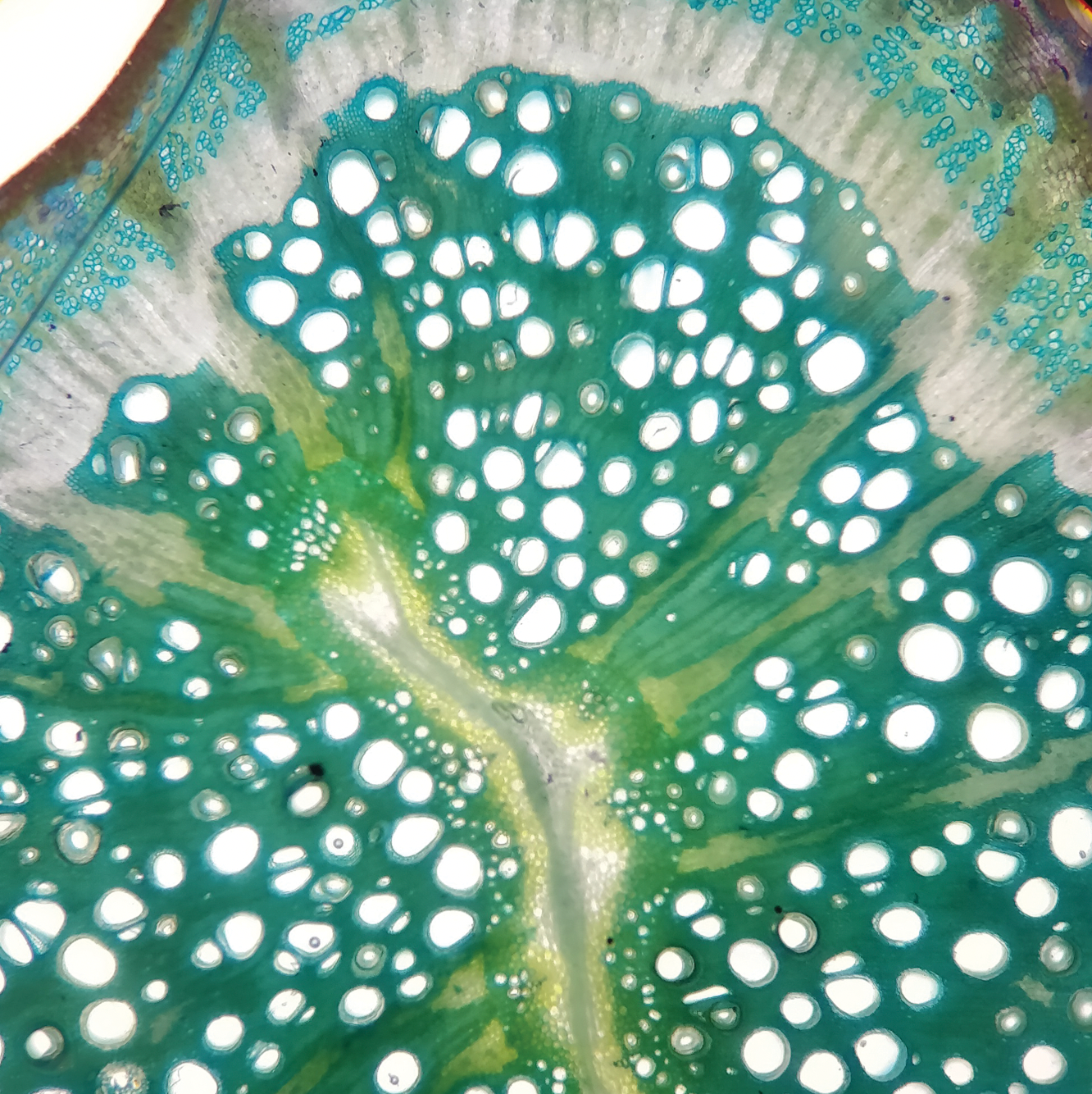 real image of plant stem cells