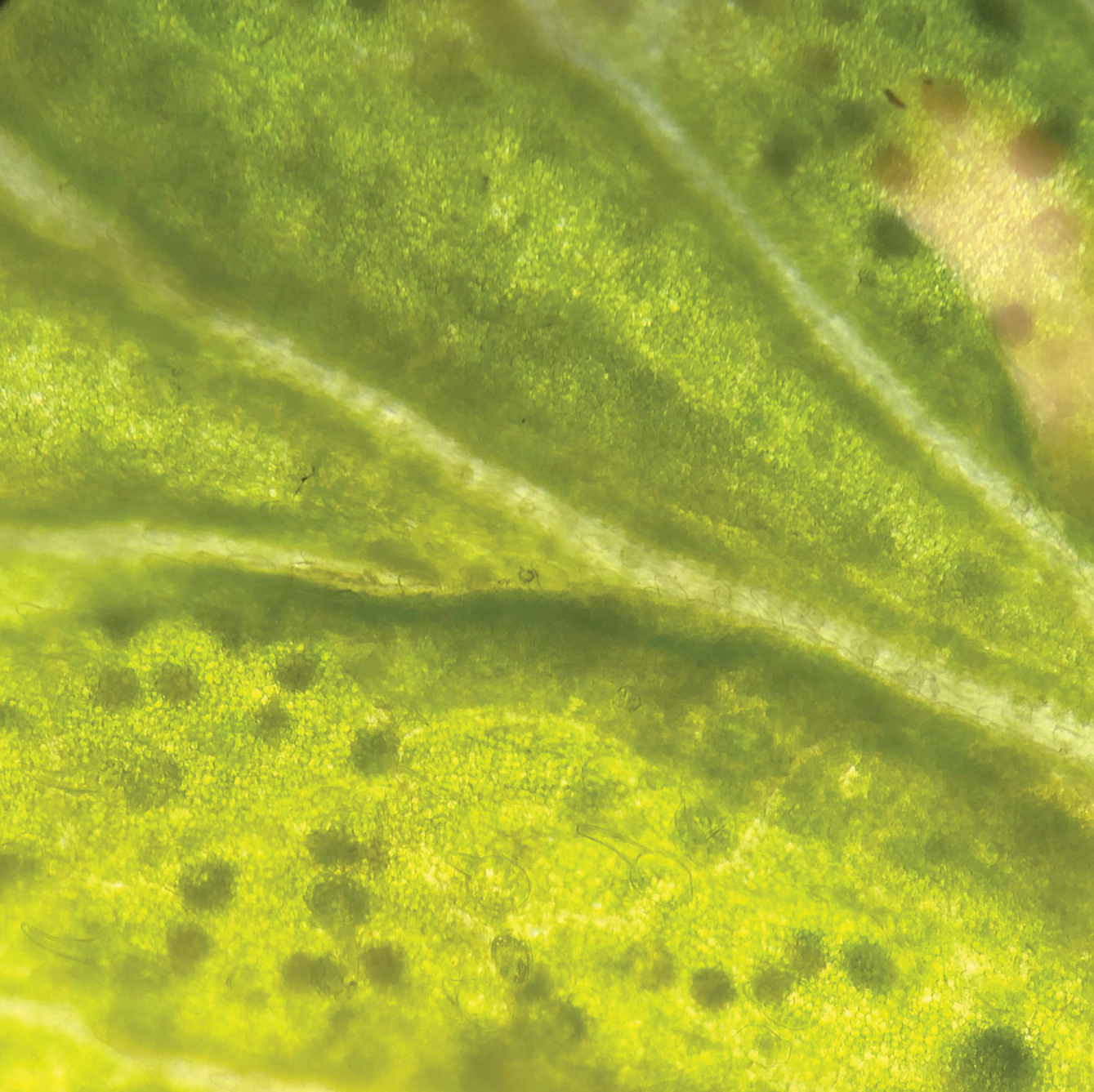 plant stem cells image