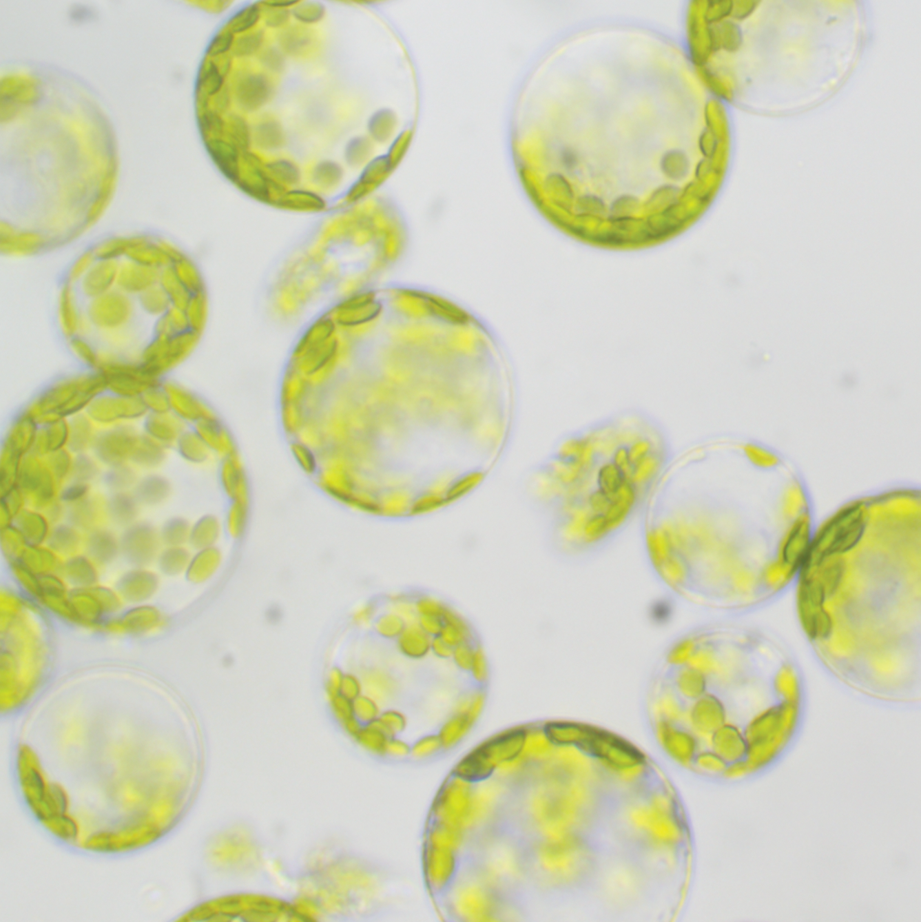close up of plant stem caells